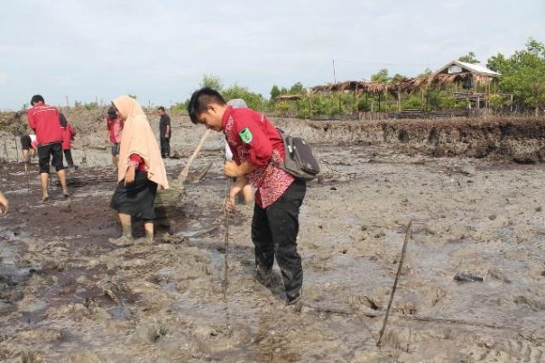 Anggota IKMD Pekanbaru, tengah menanam mangrove di sela-sela kegiatan kemah bakti mahasiswa. Foto: riandi 