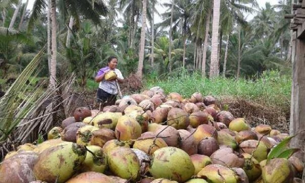 Mayoritas masyarakat Kabupaten Indragiri Hilir, Riau, mengandalkan pendapatan mereka dari perkebunan kelapa. Foto: int 