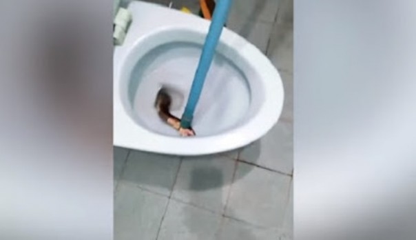 Seekor ular King Kobra sepanjagn 2 meter diamankan dari WC warga di Thailand. Foto: int 