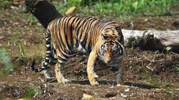 Harimau Sumatra 