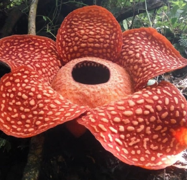Rafflesia tuan-mudae di kawasan hutan cagar alam Maninjau di Jorong Marambuang, Nagari Baringin, Kecamatan Palembayan, Kabupaten Agam, Sumatera Barat. /Ist