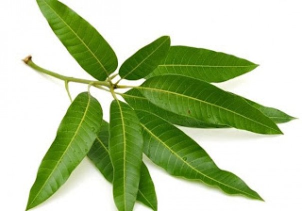 Rebusan daun mangga dicampur madu, berkhasiat bagi tubuh