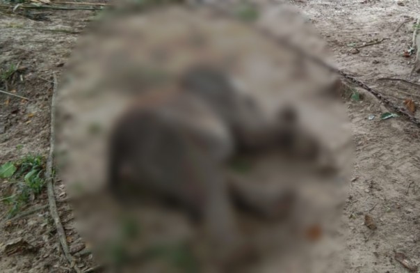 Gajah Puan Ditemukan Mati, Hasil Nekropsi Diduga Karena Gangguan Pencernaan