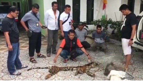 Perdagangan kulit dan organ Harimau Sumatera di Indragiri Hulu berhasil digagalkan