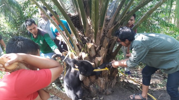 Tim Rescue Balai Besar KSDA Riau lakukan evakuasi beruang madu di Desa Ringin, Kec. Batang Gansal, Kab. Indragiri Hulu pada 25-26 Maret 2020. 