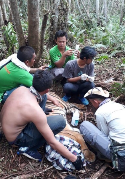 Penyelamatan dan evakuasi Harimau Sumatera yang terjerat di wilayah Teluk Meranti Provinsi Riau.