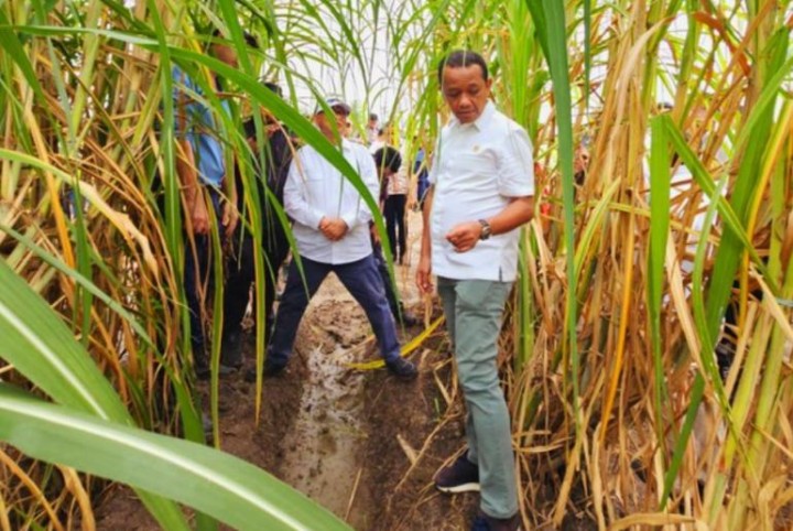 Menteri Bahlil Beberin Jurus Sukseskan Proyek Swasembada Gula Di Merauke