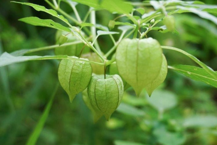 6 Khasiat Daun Buah Ciplukan, Ternyata Bisa Menurunkan Gula Darah dan Melawan Kolesterol