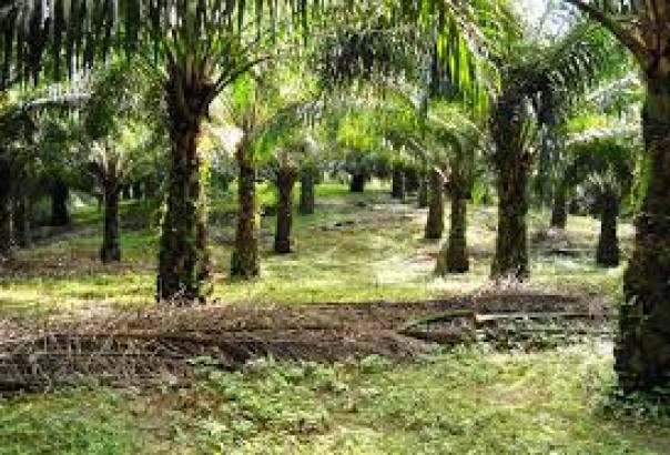  Kelapa Sawit