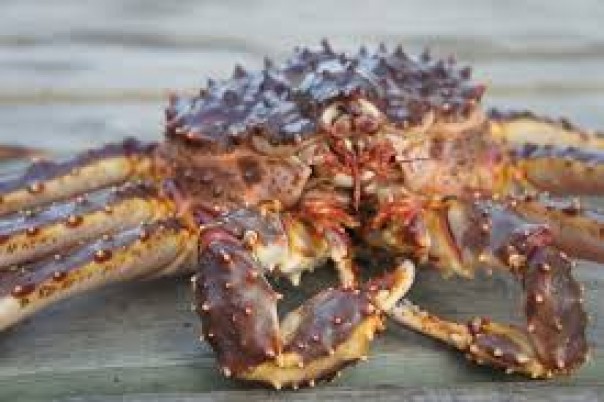Kepiting Salju