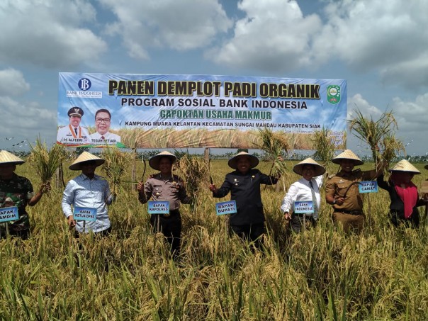 Panen Demplot Padi Organik binaan Bank Indonesia di Kabupaten Siak, Provinsi Riau. 