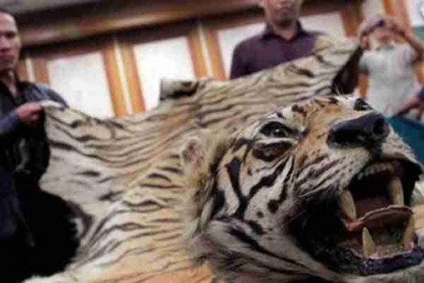 Jual Kulit Harimau  Divonis 2 Tahun 8 Bulan Oleh PN Rengat 