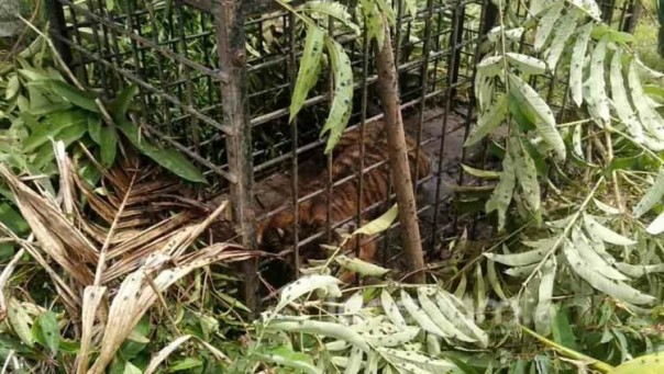 harimau masuk perangkap BKSDA di Nagari gantung ciri Solok/langgam