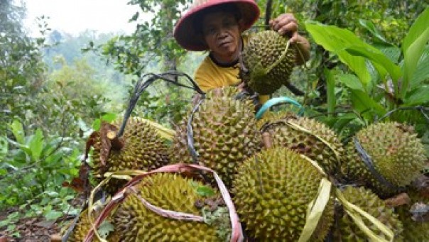 Ilustrasi buah durian. 