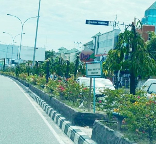 Pohon Glodongan Tiang di median jalan Tuanku Tambusai bekas dipotong. /Ist