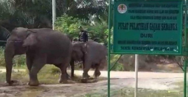 Pusat pelatihan gajah di Sebanga, Riau.