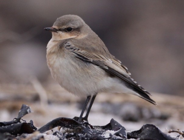 Hasil Studi Menunjukan Burung Australia yang Ikonik Menghadapi Kepunahan Dalam 20 Tahun Kedepan