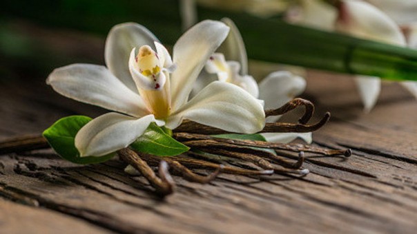 Menurut Studi, Aroma Vanilla Membantu Menenangkan dan Mengurangi Kecemasan