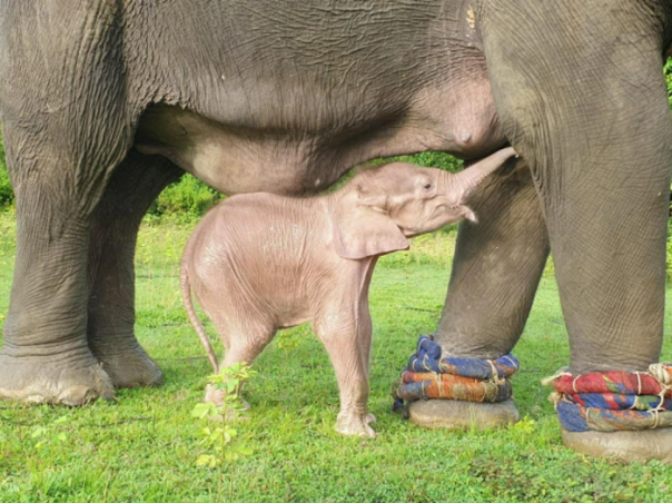 Gajah Putih langka lahir di Myanmar, warganet : Makhluk yang menguntungkan