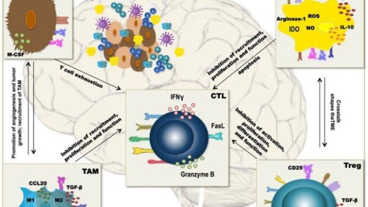 Kemajuan Teknologi Rekayasa Genetik CRISPR dan Efektivitas CAR-T Cell Pada Glioblastoma