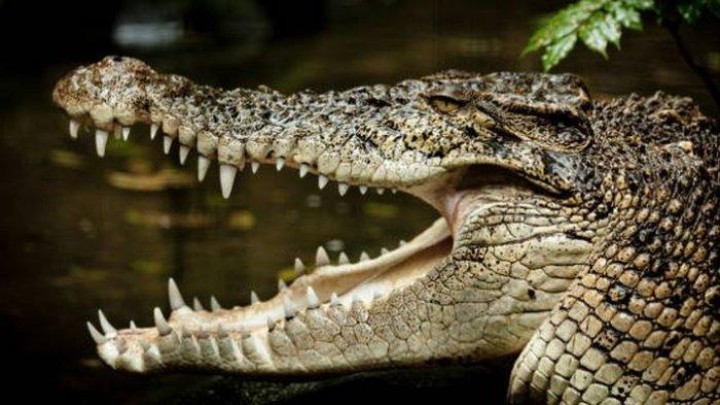 Suami Istri Diserang Buaya di Bangka Belitung, Waspada Agresif Musim Kawin dan Kerusakan Lingkungan