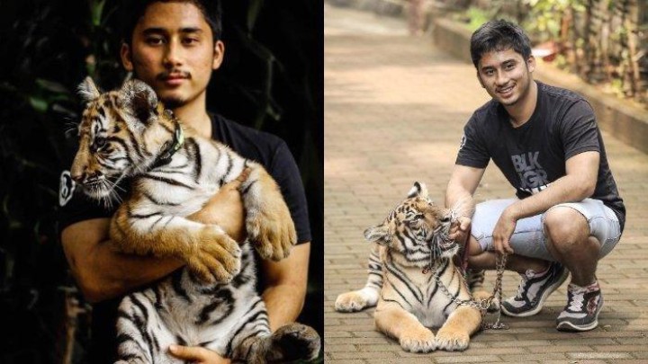 Akui Sudah 7 Anak Harimau Milik Alshad Ahmad Mati,  Izin Plihara Satwa Bakal Dacabut?